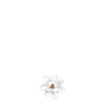 Räder Mini Lotusblüte Glückskästchen Good Vibes 0017940